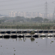India-yamuna-sri-sri-ravishankar
